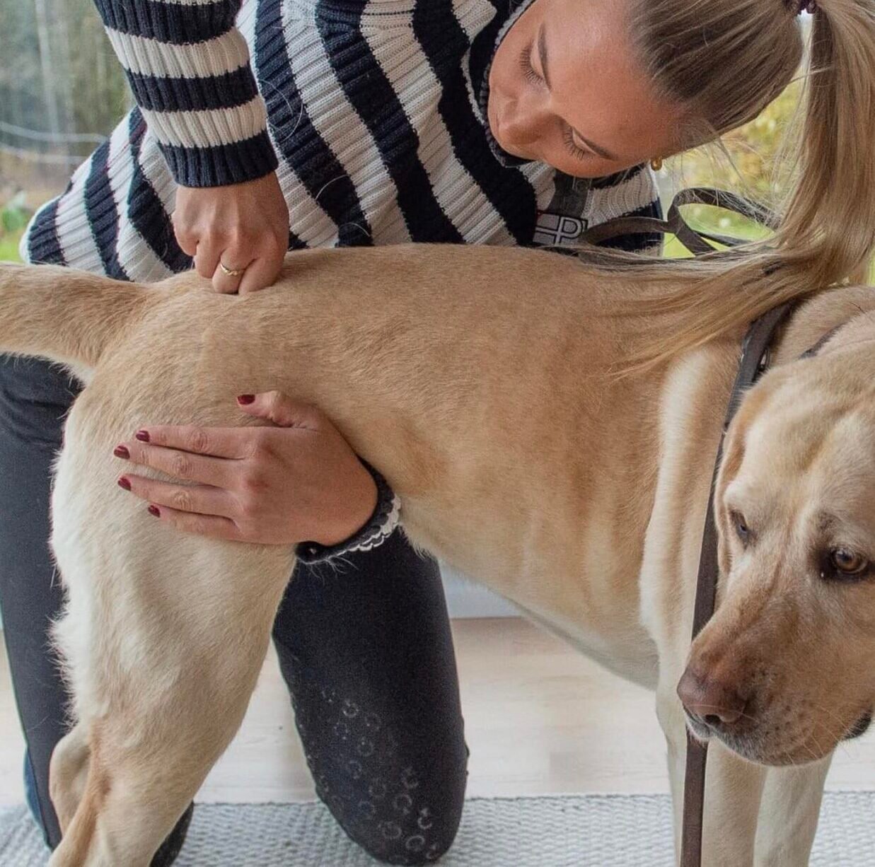 Hunde kiropraktikk , behandling av hund